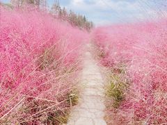 -嘉北郊野公园