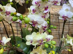 -双季花艺园艺市场(浦东店)