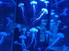 -合肥海洋世界