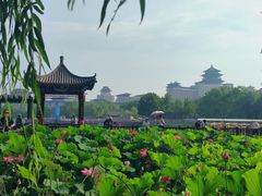 -莲花池公园