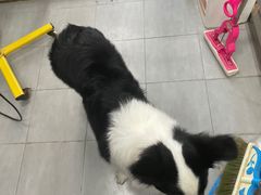 -宠福鑫康馨动物医院·骨科·眼科