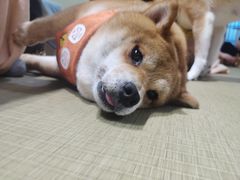-逗柴咖啡屋·狗咖猫咖宠物桌游