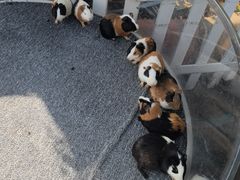 -广州长隆国际大马戏