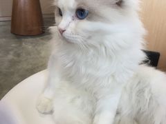 -瞄一喵猫咖(格力海岸店)