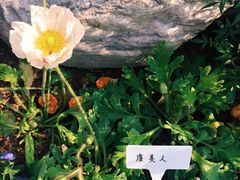 -东莞植物园