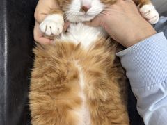 -四月宠物医院·猫专科·心脏专科·内科(转塘店)