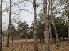 -古塔公园