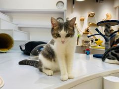 -COLOR PETS 撸猫馆·购猫·猫咖(长风大悦城店)