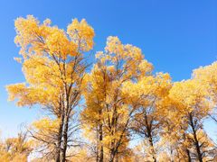 -金塔沙漠胡杨林景区