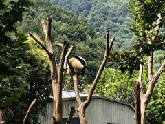 -卧龙中华大熊猫苑神树坪基地