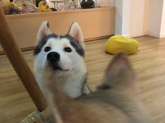 -Husky Go! 哈士奇体验馆·宠物咖啡厅狗咖