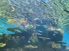 -华夏文旅海洋公园