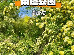 -长白岛森林公园