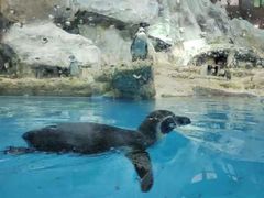 -帝企鹅自助餐厅•儿童岛•真企鹅(长隆企鹅酒店)