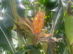 -三圣花乡旅游区