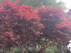 -西京湾花海