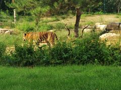 -北京野生动物园