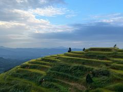 -紫鹊界梯田景区