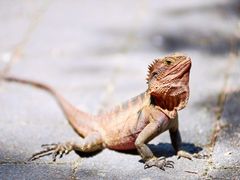 -可伦宾野生动物保护区
