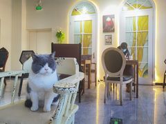-猫小院猫主题餐厅(南锣旗舰店)