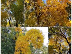 -海棠花溪(元大都城垣遗址公园)