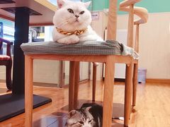-绒爪撸猫下午茶·猫咖