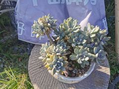 -天然居农家乐(温泉南路店)