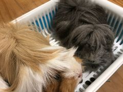 -藦茜花园宠物主题亲子互动体验馆(国顺东路店)