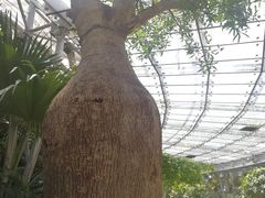 -北京植物园-展览温室