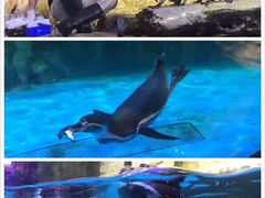 -迪拜水族馆及水下动物园