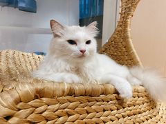 -瞄一喵猫咖(格力海岸店)