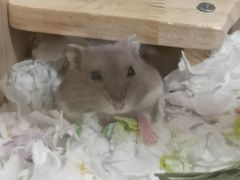 -钓仓鼠(洋桥北里小区店)