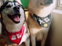 -Husky Go! 哈士奇体验馆·宠物咖啡厅狗咖