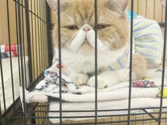 -瑞派长江宠物医院·猫科·外科·24小时夜护(谊城公寓分院)