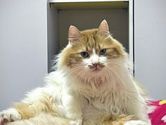 -芭比堂动物医院·犬猫全科·异宠专科(雁塔分院)