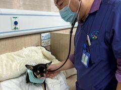 -北京观赏动物医院·24小时大型综合·猫专科·异宠专科