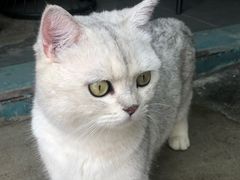 -喵屿·大理花园猫咖