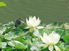 -陈家山荷花公园