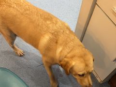 -顺强宠物诊所·狂犬免疫·夜诊·骨科(嘉定店)