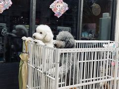-狗不理喵子(百富路店)
