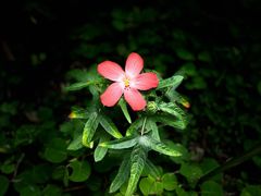 -广州神农草堂中医药博物馆