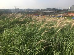 -光明小镇欢乐田园