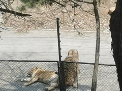 -大连森林动物园