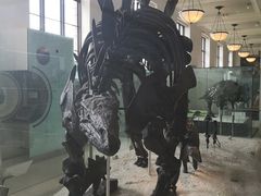 -美国自然历史博物馆