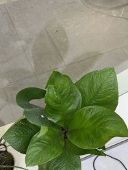 -吉艺心专业美发造型