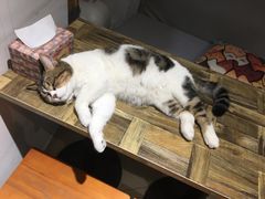 -小时光咖啡馆(开森度假森林店)