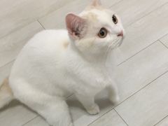 -喵的天空名猫咖啡馆·撸猫·猫舍·用品