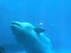 -海合安成都极地海洋公园