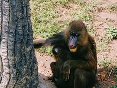 -大连森林动物园