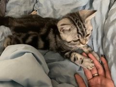 -lincat·猫舍(广州店)